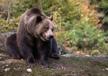 Bitcoin ใกล้จะทำลายสถิติการอยู่ใน "ตลาดหมีที่ยาวนานที่สุดในประวติศาสตร์คริปโตแล้ว"