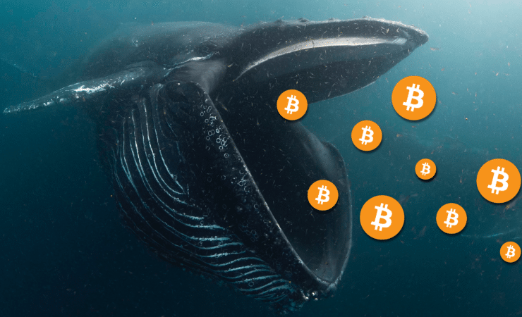 Bitcoin จำนวน 8,502 BTC ถูกโอนจากเว็บเทรดเข้ากระเป๋าปริศนา มันจะไปไหนต่อ?