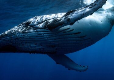 มีเจ้ามือรายหนึ่งบนเว็บ Bitfinex ที่ตั้งรับซื้อ Bitcoin ที่ราคาประมาณ 8,800 ดอลลาร์