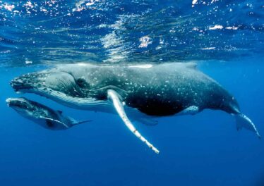 กระเป๋า Bitcoin ในตำนานที่บรรจุเหรียญมูลค่ากว่า 3 หมื่นล้านบาทได้ถูกเคลื่อนไหวแล้ว