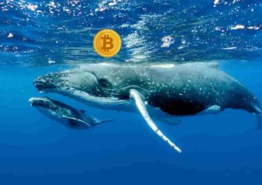 จำนวน Address ของ Bitcoin ที่มีมากกว่า 1,000 BTC พุ่งแตะจุดสูงสุดใหม่ เจ้ามือต้องการถือยาว
