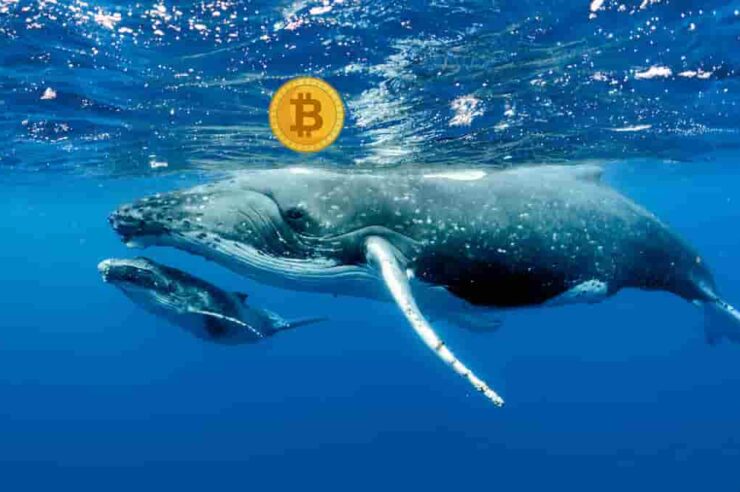 จำนวน Address ของ Bitcoin ที่มีมากกว่า 1,000 BTC พุ่งแตะจุดสูงสุดใหม่ เจ้ามือต้องการถือยาว