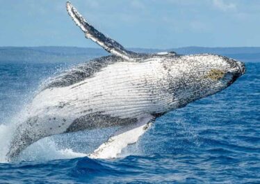 เจ้ามือเริ่มโอน bitcoin มูลค่า 3.1 หมื่นล้านบาทแล้ว หรืออาจทุบตลาดในเร็วๆนี้?