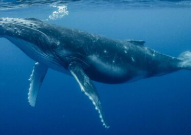 เจ้ามือยักษ์ใหญ่โอน Bitcoin มูลค่า 5.2 พันล้านบาท จ่ายค่าธรรมเนียมเพียงแค่ 50 บาทเท่านั้น