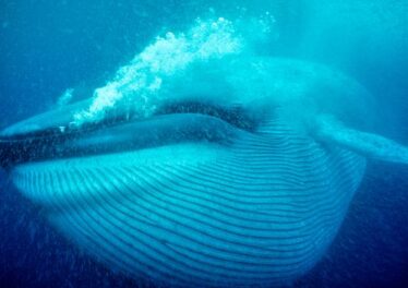 มีเจ้ามือส่ง Bitcoin มูลค่า 3 หมื่นล้านบาท จ่ายค่าธรรมเนียมแค่ 124 บาท