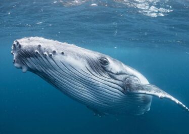 นักวิเคราะห์ปลอบ ไม่ต้องเป็นห่วง เจ้ามือรอซื้อ Bitcoin ที่ 8,800 ดอลลาร์อยู่