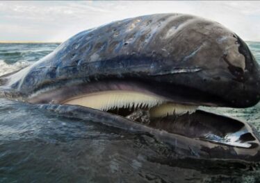 หนึ่งในนักลงทุน Bitcoin ที่ร่ำรวยที่สุดในโลกโอนเหรียญมูลค่า 5.4 พันล้านบาท ท่ามกลางตลาดขาขึ้น