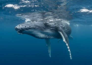 เจ้ามือ Bitcoin อันดับสามของโลกโอนเหรียญมูลค่า 3.7 หมื่นล้านบาทออกแล้ว