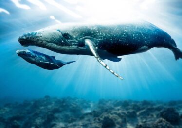 เจ้ามือเคลื่อย้าย Bitcoin จำนวน 80,000 BTC นักวิเคราะห์เตือนระวังทุบตลาด