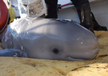 ข้อมูลจาก On-chain เผยว่าแรงเทขายในตลาด Bitcoin เริ่มลดน้อยลงเรื่อย ๆ