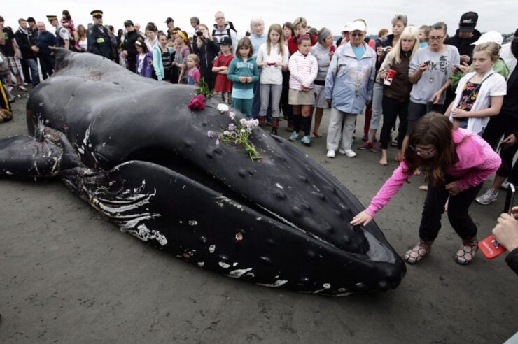 นักวิเคราะห์กล่าว เจ้ามือ Bitcoin กระเป๋าหนักเริ่มหายไป เมื่อนักลงทุนรายย่อยแห่สะสมเหรียญ