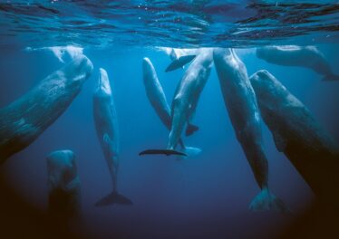 เจ้ามือ Bitcoin กำลังเริ่มโอนเหรียญมาเทขาย หรือขาลงกำลังมา ?