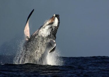 รายงานเผย 4% ของเจ้ามือที่ถือ Crypto อยู่มากกว่า 33 ล้านบาท ล้วนพัวพันกับกิจกรรมที่ผิดกฏหมาย