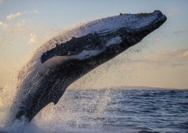 เจ้ามือโอน Bitcoin เกือบ 3.3 แสนล้านบาท หลัง BTC บนเว็บเทรดร่วงแตะจุดต่ำสุดในรอบหลายปี