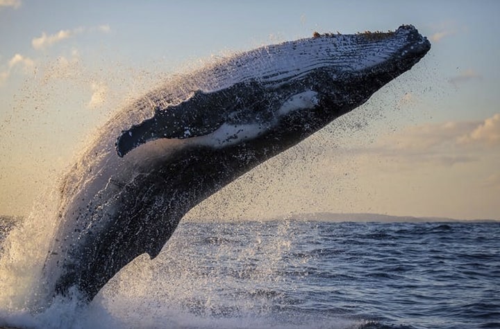 เจ้ามือโอน Bitcoin เกือบ 3.3 แสนล้านบาท หลัง BTC บนเว็บเทรดร่วงแตะจุดต่ำสุดในรอบหลายปี