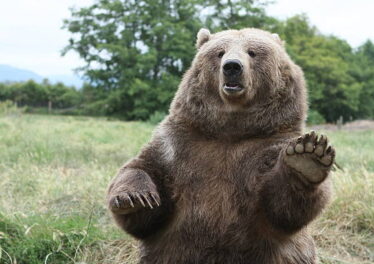 A Brown Bear who lives on a game farm waves hello to the camera. (copyspace)