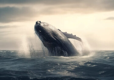 เจ้ามือสะสม Bitcoin และ Altcoins มูลค่ากว่า 180 ล้านดอลลาร์บนกระดานเทรด Binance ในช่วง 3 วันที่ผ่านมา