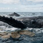 ข้อมูล Santiment ชี้สัญญาณบวก! เจ้ามือ Bitcoin กลับลำ ซื้อสุทธิครั้งแรกในรอบ 2 เดือน