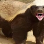 อิหร่านลั่น ไม่หยุดยิง ไม่เจรจา พร้อมสู้สุดทาง เตือนสหรัฐฯ บุกทางบกเมื่อไหร่จบเลย