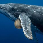 เจ้ามือปริศนากลับมาทุ่มซื้อ Ethereum เพิ่มอีก 32,007 ETH มูลค่า $77.5 ล้าน