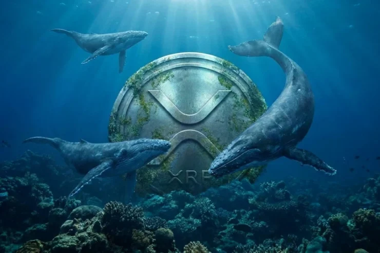 ยอดถือครอง XRP ETF แตะ 1.43 พันล้านดอลลาร์ รายใหญ่กำลังมองเห็นอะไรใน XRP ?