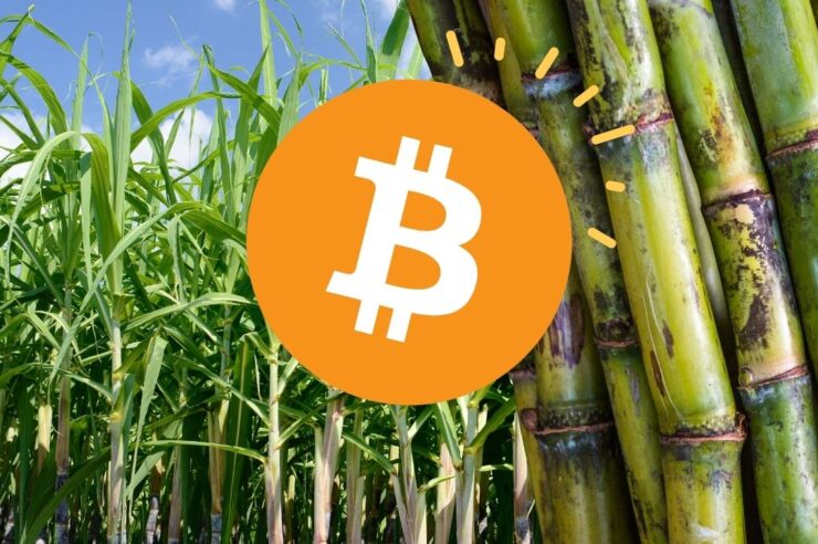 นักขุดคริปโตปิ๊งไอเดีย นำอ้อยมาขุด Bitcoin การันตีเป็นมิตรต่อสิ่งแวดล้อม